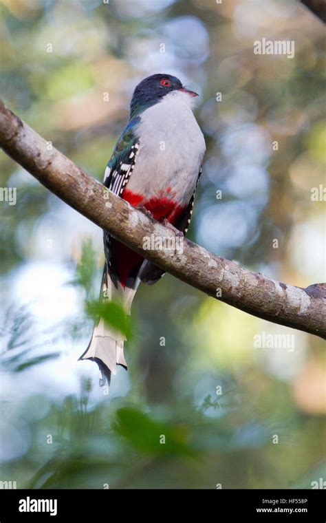 A Cuban Trogon The National Bird Of Cuba Stock Photo Alamy