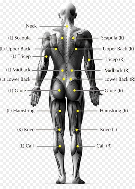 Human Back Anatomy Lower Back Muscles Anatomy Human Back