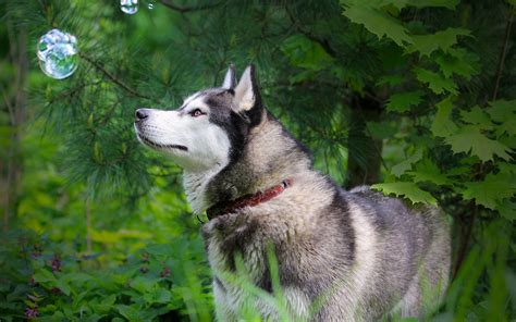 Siberian Husky Wallpapers Wallpaper Cave