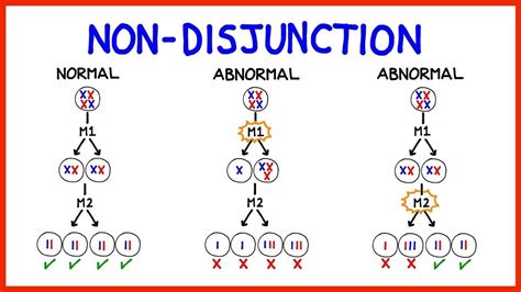 Chromosomal Abnormalities Aneuploidy And Non Disjunction Youtube Free Nude Porn Photos