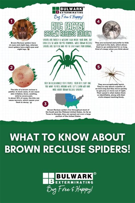 What To Know About Brown Recluse Spiders Brown Recluse Brown Recluse