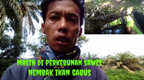 Babon Nilanya Hilang Pemancing Harus Tau Cara Menyembelih Ikan YouTube