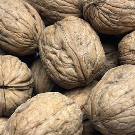Walnuts In Shell Raw California Sold Per Lb Year Round