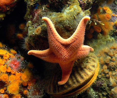 Free Images Underwater Fauna Starfish Coral Reef Invertebrate
