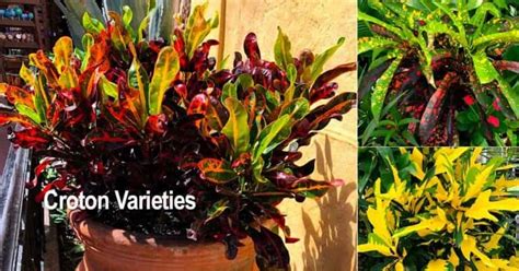 Croton Varieties Types Of Croton Plants For Home And Landscape
