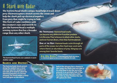 Hammerhead Sharks Shark Facts Shark Hammerhead Shark