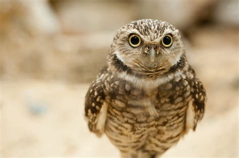 Baby Burrowing Owl By Ryan Liu Photo 6675609 500px