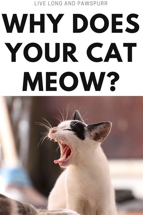 Why Does Your Cat Meow