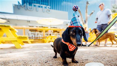 National Puppy Day Pawty At Mutts Canine Cantina 23 Mar 2023