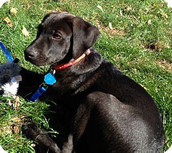 Browse reputable breeders in pa, ohio, indiana. Pointer Lab Mix Puppies | ... Puppy | Westport, CT ...