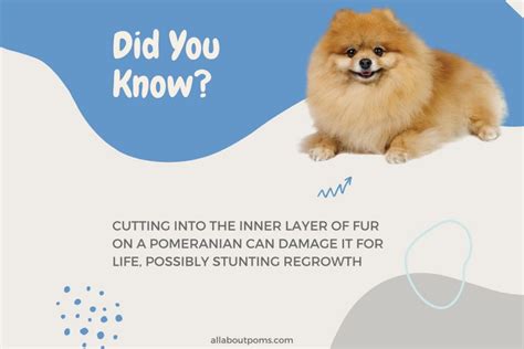 Shaved And Clipped Pomeranians Explained All About Poms