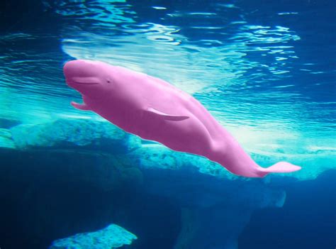 Once I Found A Very Pink Whale In A Very Blue Water Flickr