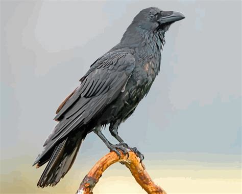 Black Raven Bird Paint By Number Painting By Numbers
