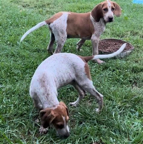 American English Coonhound Puppies For Sale