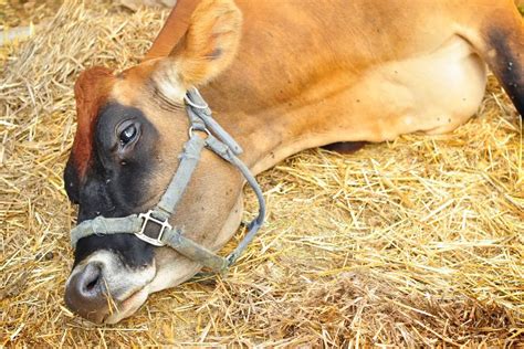 Downer Cow Common Causes Symptoms And Treatment