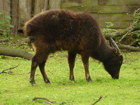 Mountain Anoa Bubalus Quarlesi · Inaturalist