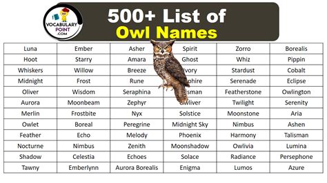 500 Best Owl Names Cute Funny And Fantasy Vocabulary Point
