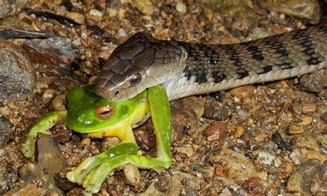 Why Are Some Snakes So Venomous