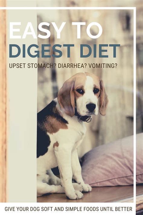 Sick Dog Easy To Digest Dog Food Guide Holistic Dog Health Digest