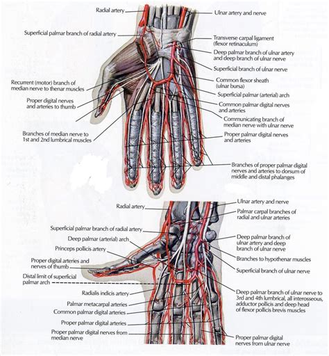 Anatomy Of The Hand Team Bone