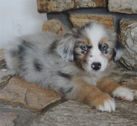 Puppies Mountain Wrangler Aussies Australian Shepherd Puppies For Sale