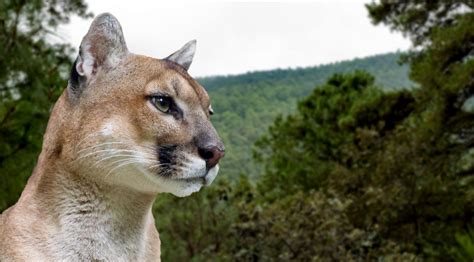 Kopya Adelaide Faliyet Alani Sahne El Puma En Peligro De Extincion