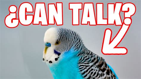 Can Budgies Talk Youtube