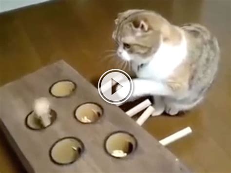 Ingenious Whack A Mole Cat Toy Provides Never Ending Fun