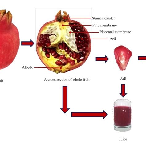 pdf quality attributes of pomegranate fruit and co products relevant to processing and nutrition