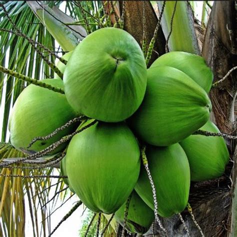 The results of trials conducted in ghana showed the same trend. Coconut Malayan Green Dwarf