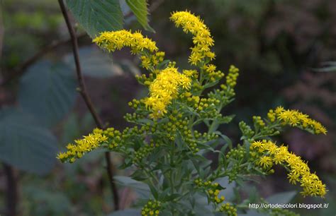 Tra le varie specie, i fiori gialli sono i più difficili da abbinare ad altri. L'orto dei colori: Fiori gialli di fine estate