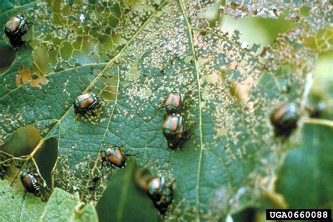 Apple Fruit Beetles Pests Of Bhutan