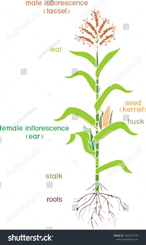 Parts Plant Morphology Corn Maize Plant Stock Vector Royalty Free