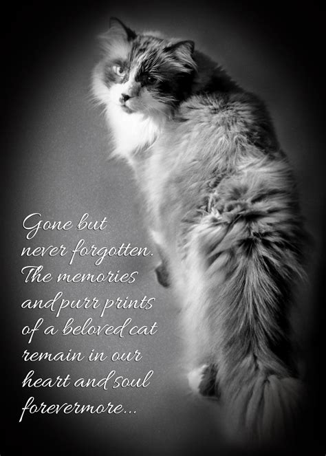 Pin On Healing Pet Loss For Cats Books And Inspiration Quotes