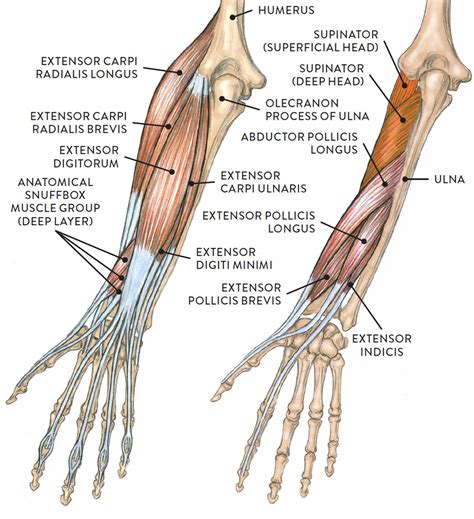 Muscle Of Arm In Anatomy