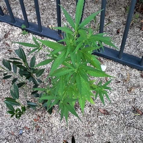 Cannabis Ruderalis Hybrid Plant