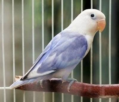 Karena jika burung lain biasanya memiliki 1 warna saja, maka lovebird memiliki setidaknya 21 jenis berdasarkan warnanya. 11 Jenis Warna Lovebird Termahal dan Tercantik Paling ...