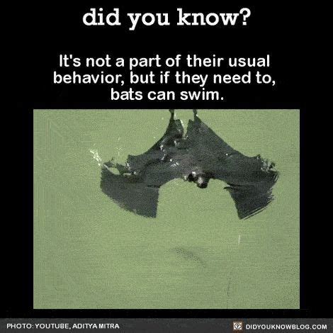It's not a part of their usual behavior, but if they need to, bats can swim. Source Source 2 ...
