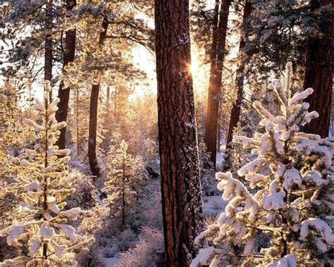 Wallpaper Sunlight Snow Winter Wood Branch Morning Frost Sun