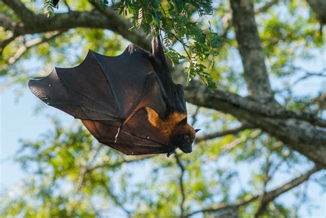 Madagascar Flying Fox Sean Crane Photography