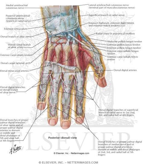 Wrist And Hand Deep Dorsal Dissection