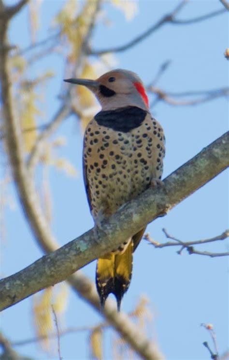 17 Woodpecker Species Of North America Pictures Bird Feeder Hub