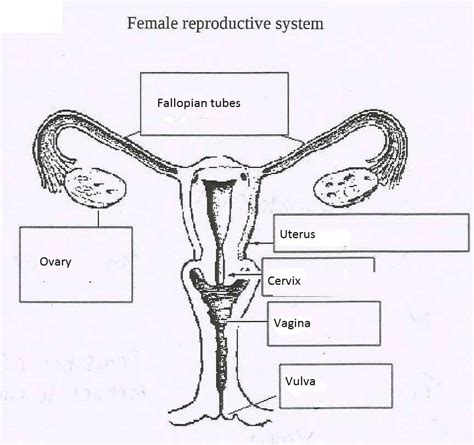 Blank Diagram Of Human Reproductive Systems Male Reproductive System Images