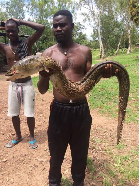 Another Rare Mkunga Fish Found On Lake Malawi See Photos Face Of