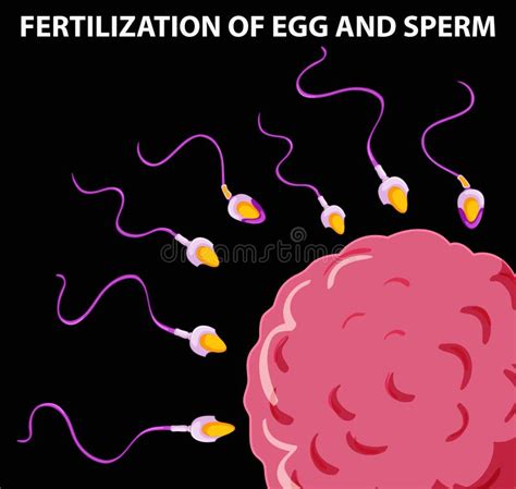 Processo Da Fecundação Do Ovo E Do Esperma Ilustração Do Vetor