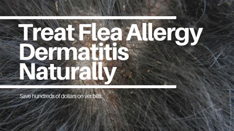 How To Treat Flea Allergy Dermatitis In Dogs Naturally