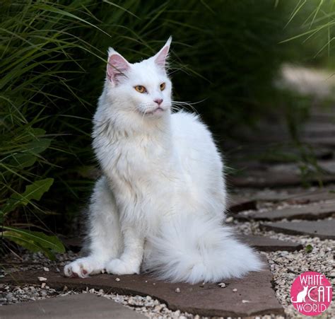 Picture Of Beautiful White Cats White Cat World