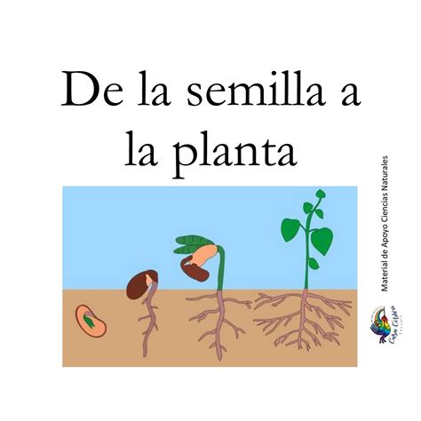 De La Semilla A La Planta By Lauramanara Issuu