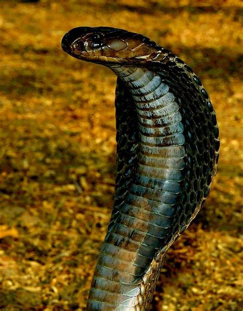 Indian Cobra In 2020 Indian Cobra King Cobra Snake Snake Photos