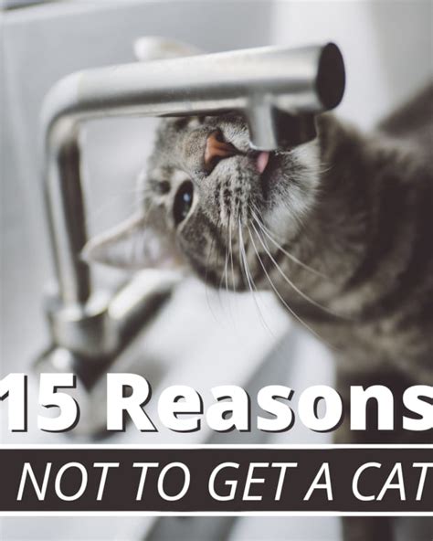 10 Reasons Why Cats Are Awesome Pethelpful
